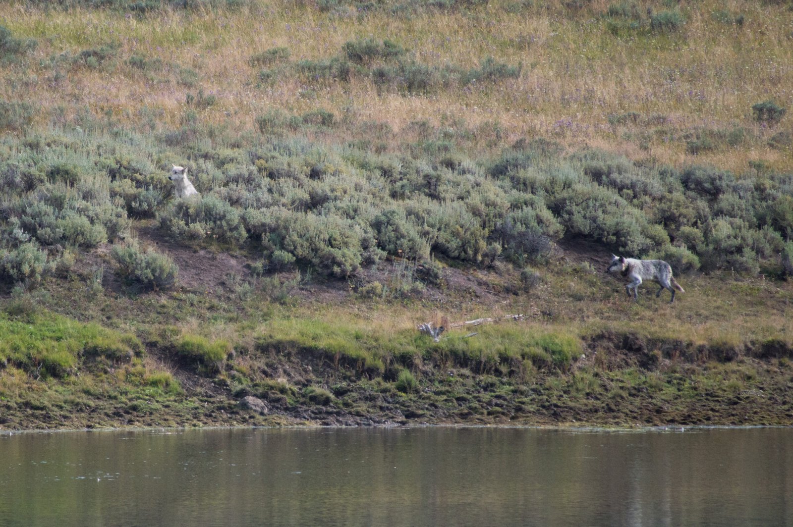 When Predators Become Ecosystem Architects (image credits: wikimedia)