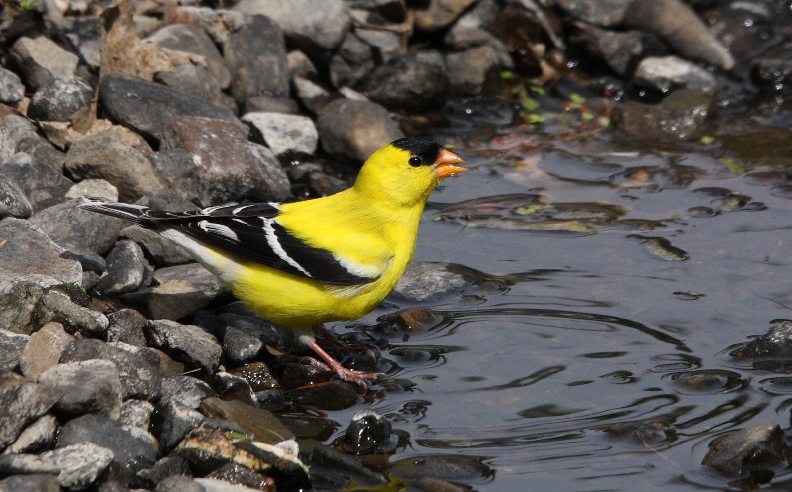 Songbirds Return to Their Concert Halls (image credits: By Cephas, CC BY-SA 3.0, https://commons.wikimedia.org/w/index.php?curid=6791378)