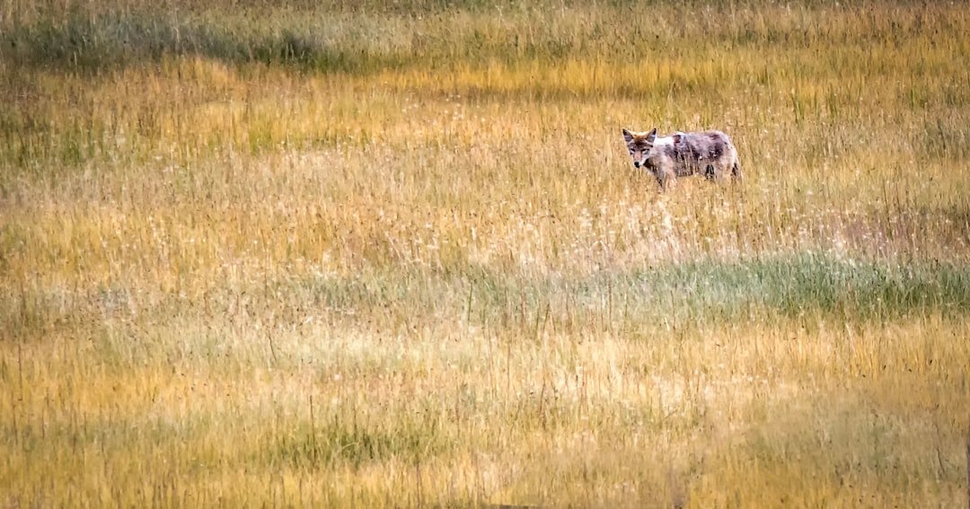 The Coyote Factor Nobody Expected (image credits: unsplash)