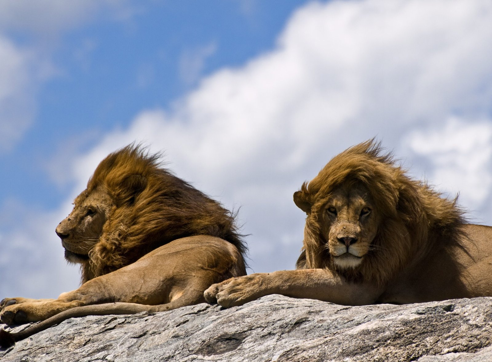 The Bold Territory Markers - Leo as the Lion (image credits: wikimedia)