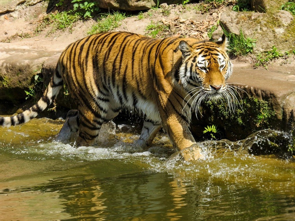 The Fearless Initiators - Aries as the Tiger (image credits: rawpixel)