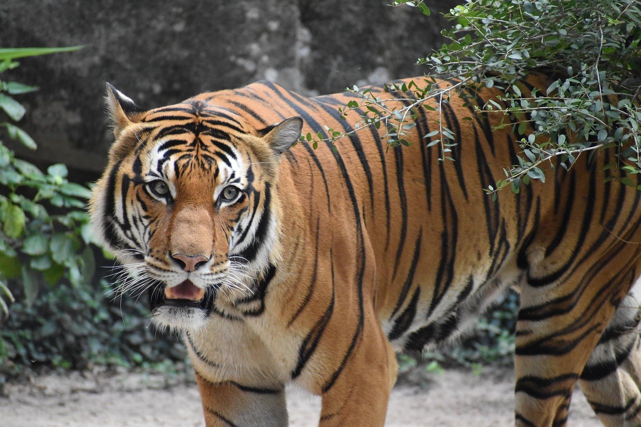 Dominant Energy and Natural Leadership (image credits: pixabay)
