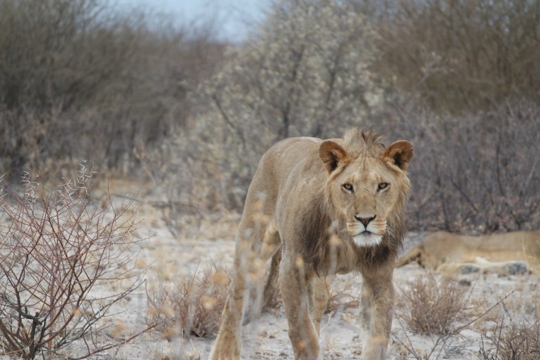 The Hunting Instinct - Strategic Pursuit of Goals (image credits: unsplash)