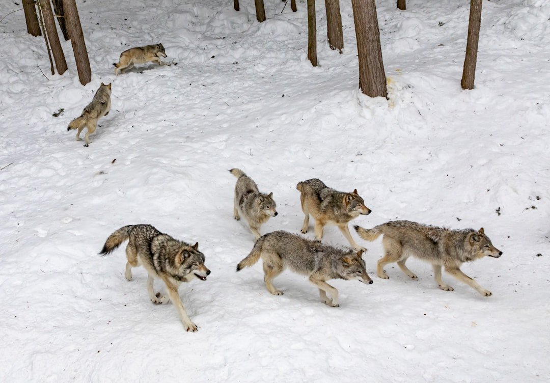 Pack Dynamics and Social Hierarchies (image credits: unsplash)