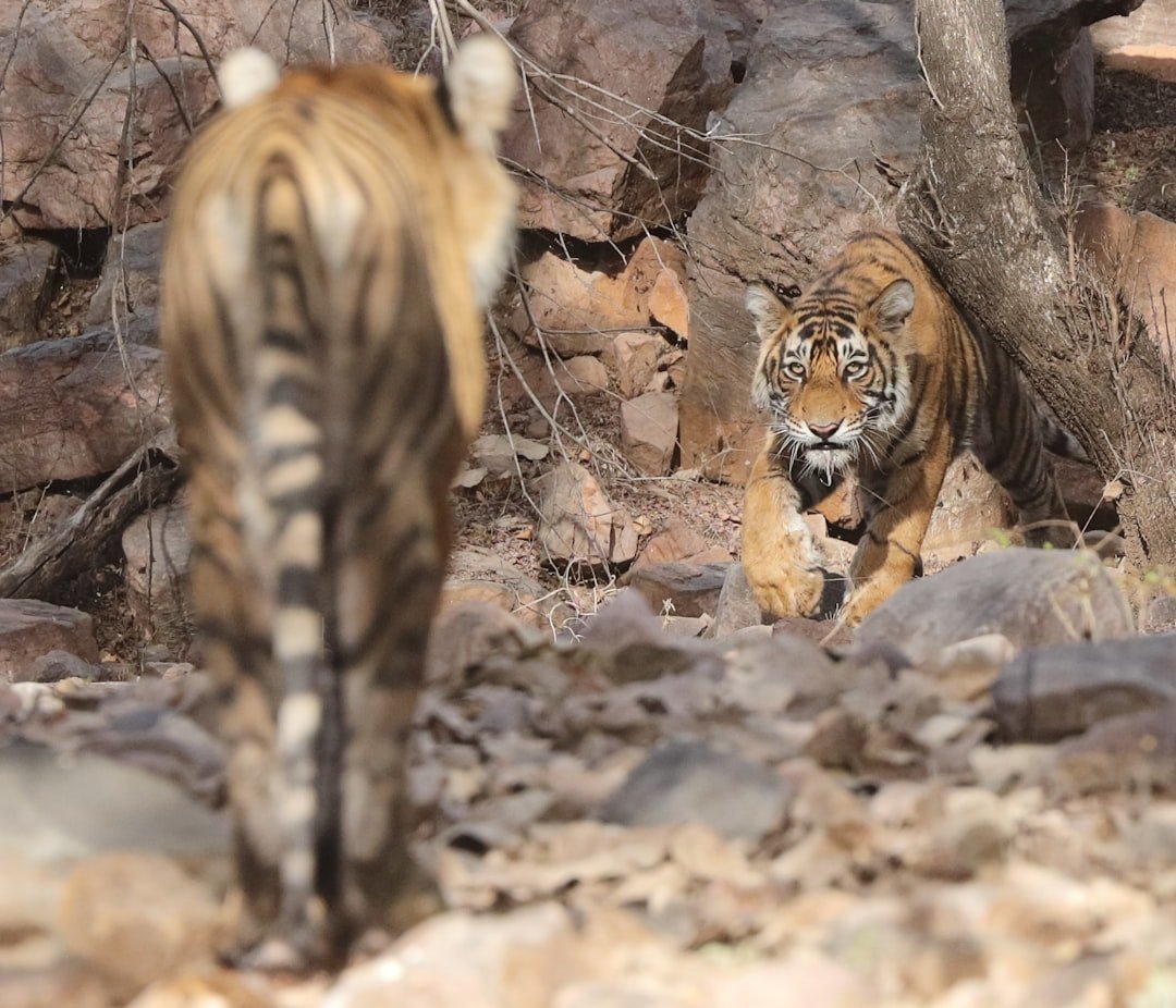 Territorial Instincts and Boundary Setting (image credits: unsplash)