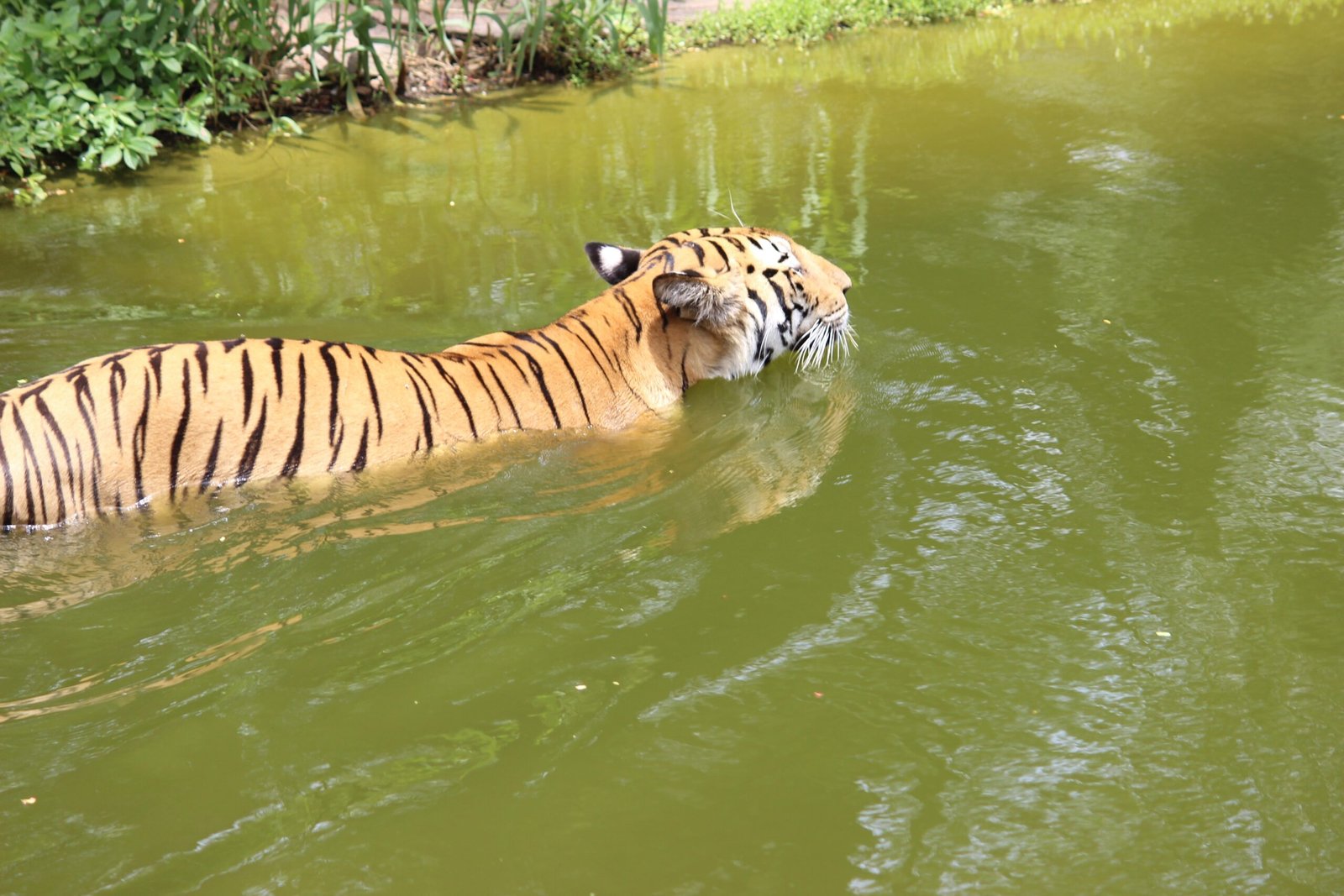 Survival Instincts and Adaptability (image credits: By Gopal Vadrevu, CC BY-SA 4.0, https://commons.wikimedia.org/w/index.php?curid=49562755)