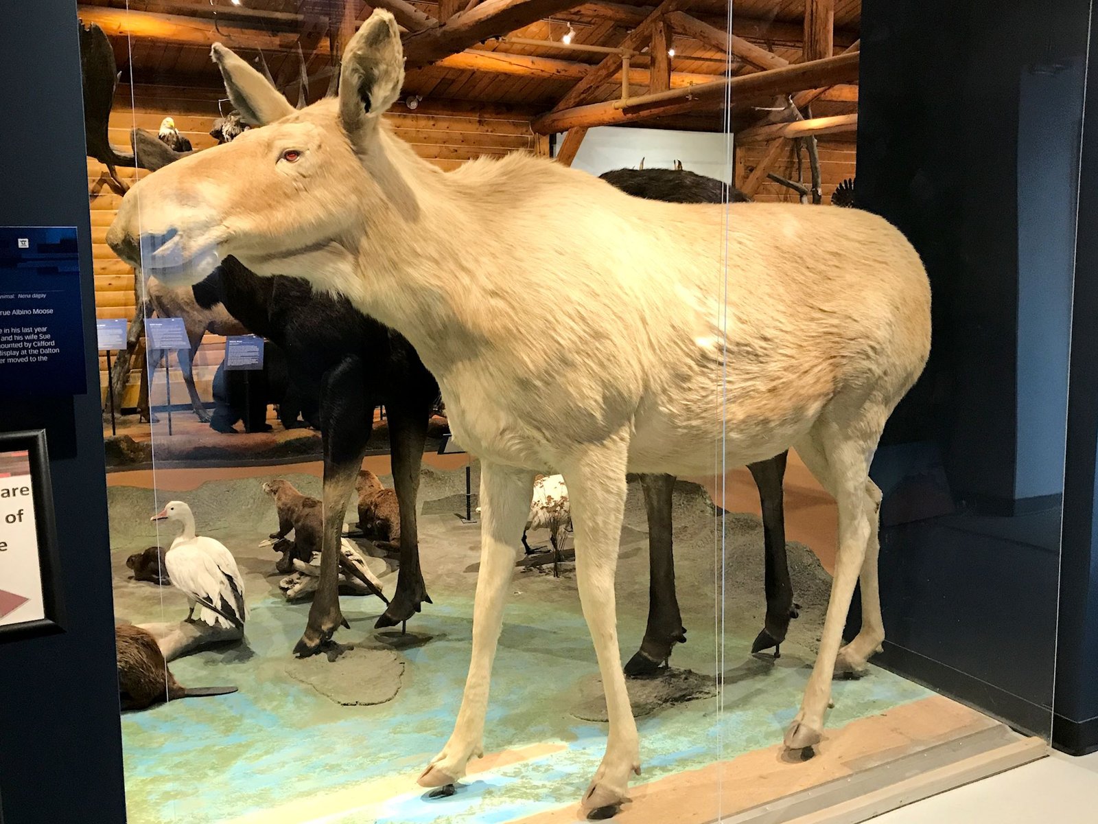 The Birth of Ghost Moose (image credits: Another rare white moose, CC BY 2.0, https://commons.wikimedia.org/w/index.php?curid=90952308)