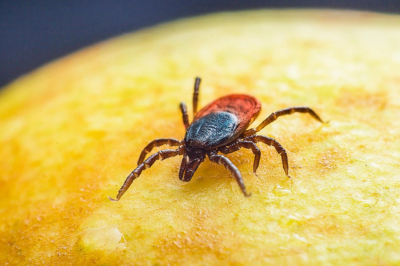 Death by a Thousand Bites (image credits: pixabay)