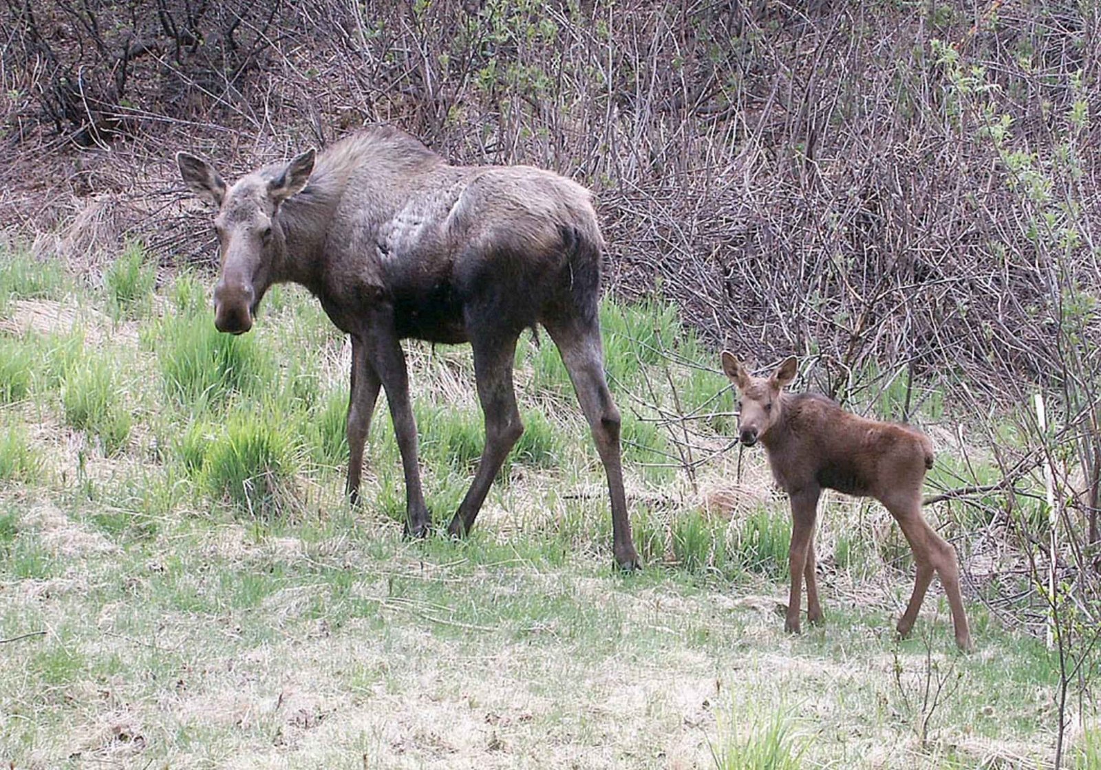 Vermont's Calf Crisis (image credits: wikimedia)