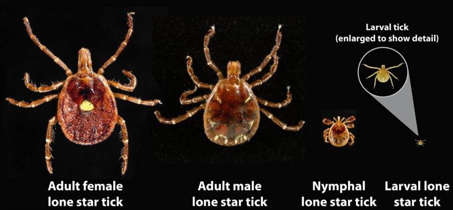Fighting Back: Research and Solutions (image credits: By CDC, Public domain, https://commons.wikimedia.org/w/index.php?curid=34342285)