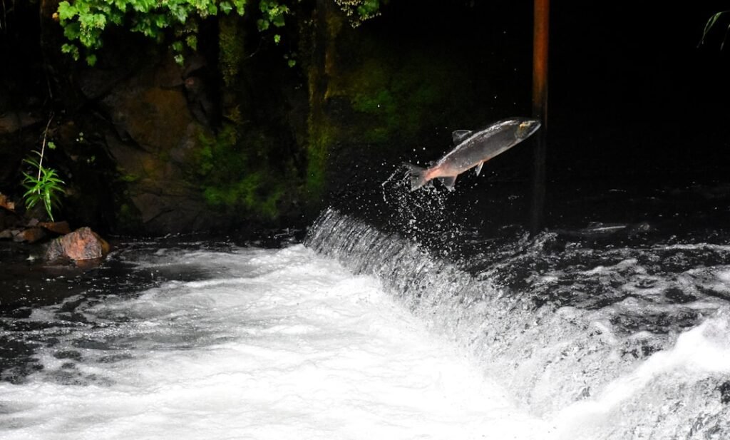 Idaho Salmon: New Dam Tech Tested