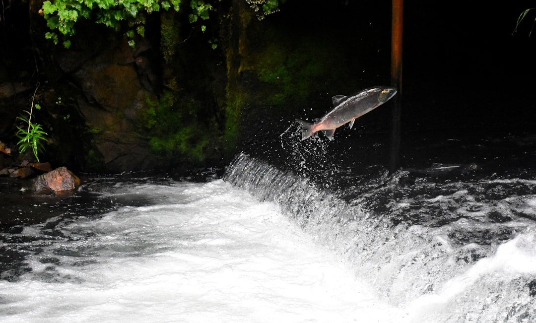 Idaho Salmon: New Dam Tech Tested