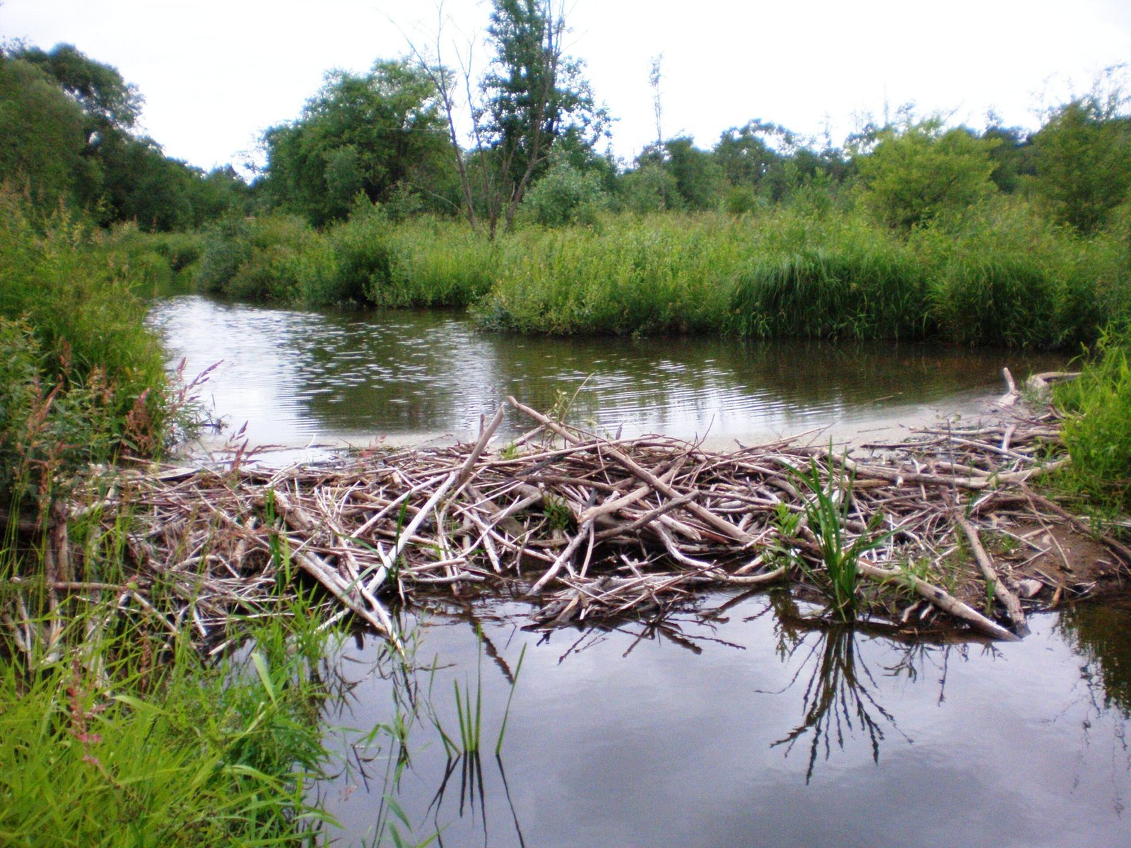 Grounded Builders: Earth Signs as Ecosystem Engineers (image credits: wikimedia)