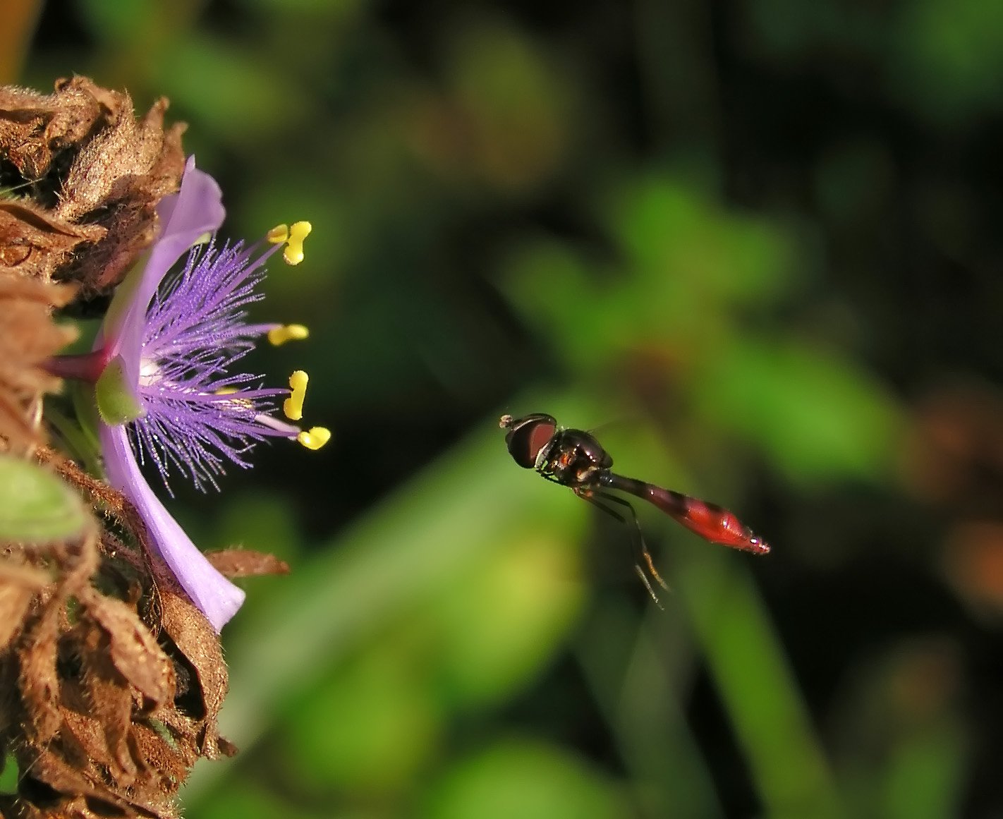 Social Flyers: Air Signs as Pollinators and Communicators (image credits: wikimedia)