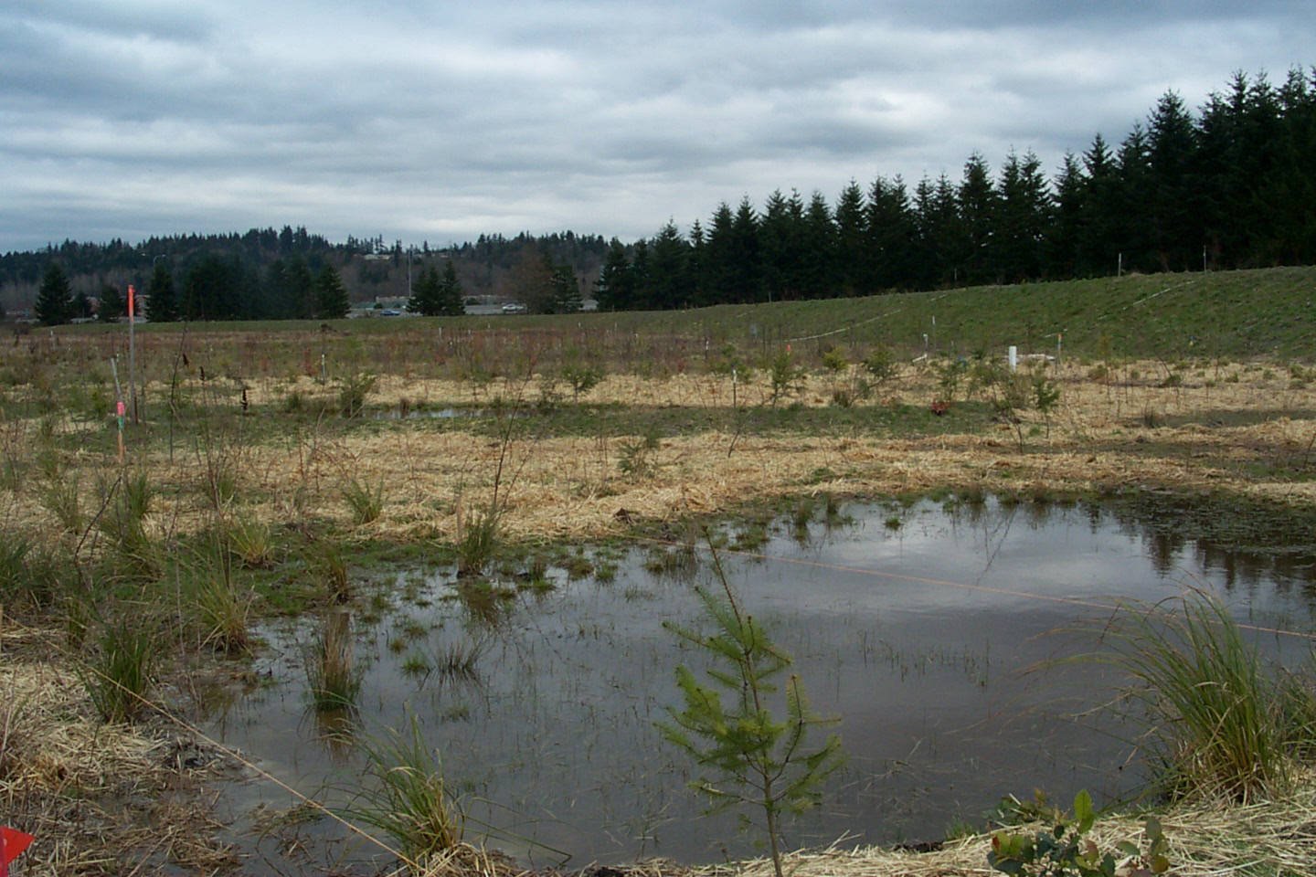 Watery Healers: Currents, Care, and Carbon (image credits: wikimedia)