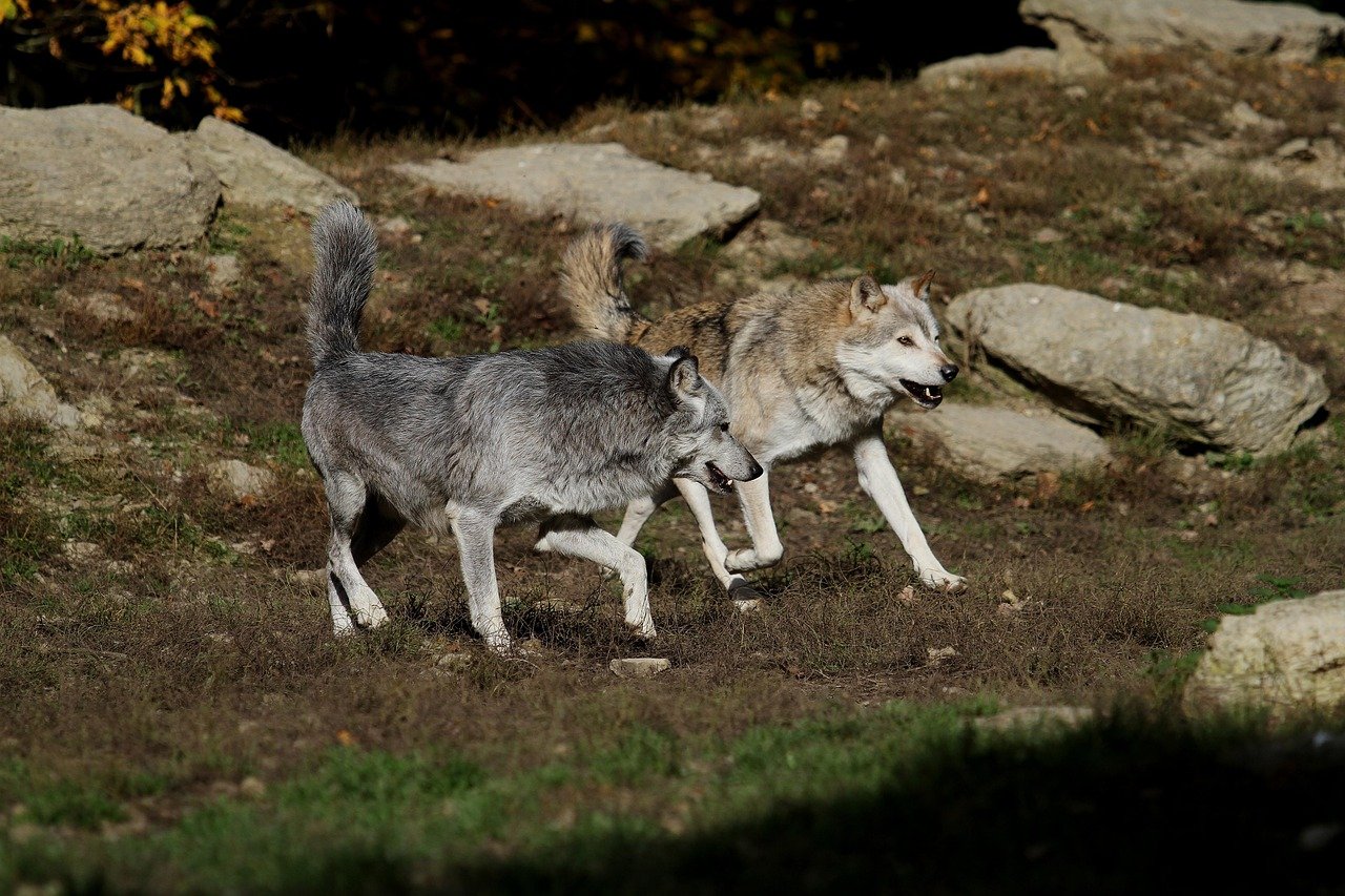 Wisconsin's Remarkable Pack Growth (image credits: pixabay)
