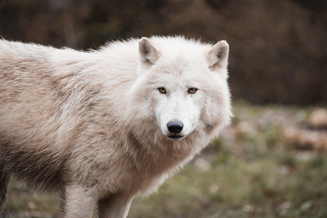 The Science Behind Wolf Monitoring (image credits: pixabay)