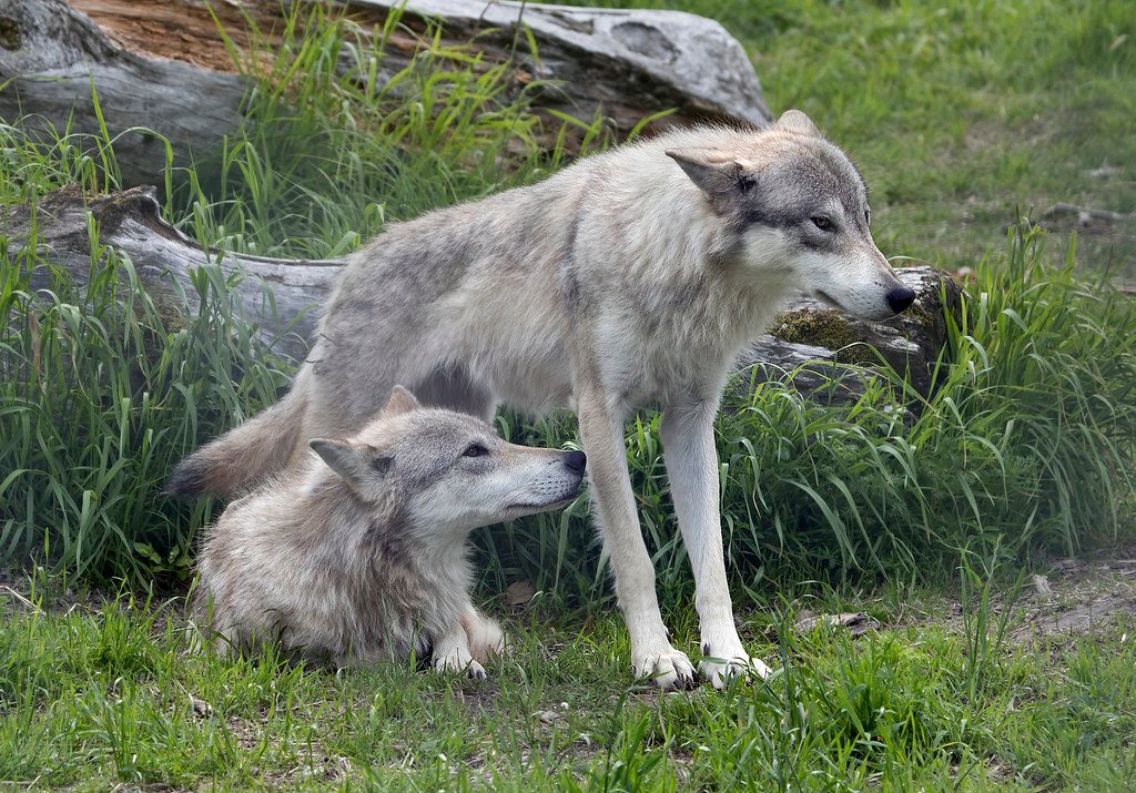 Conservation Success Meets Modern Challenges (image credits: flickr)