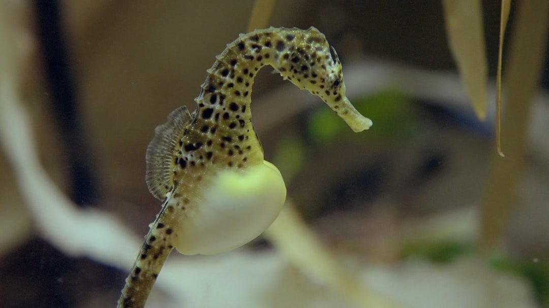 Pisces: The Seahorse's Gentle Devotion (image credits: unsplash)