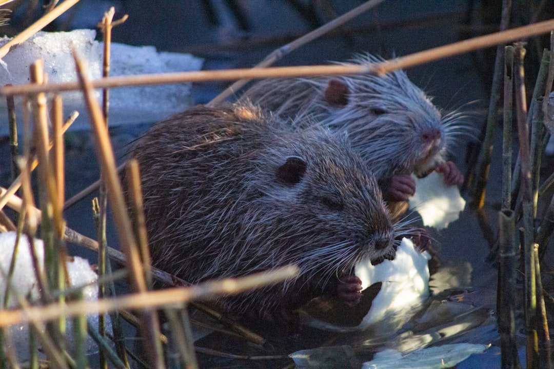 The Science Behind Beaver-Built Wetland Recovery (image credits: unsplash)