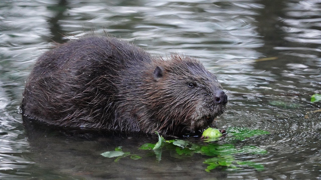 Building Beaver Dam Analogs in Bayou Country (image credits: pixabay)