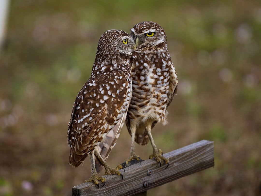 The Zodiac Map: Owls and Larks by Sign (image credits: unsplash)