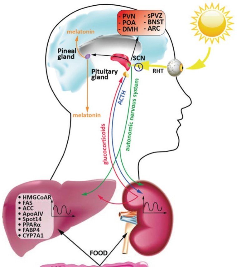 Inside the Body Clock (image credits: wikimedia)