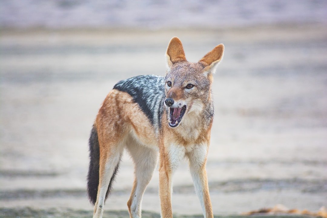 The Science Behind Their Remarkable Adaptability (image credits: unsplash)