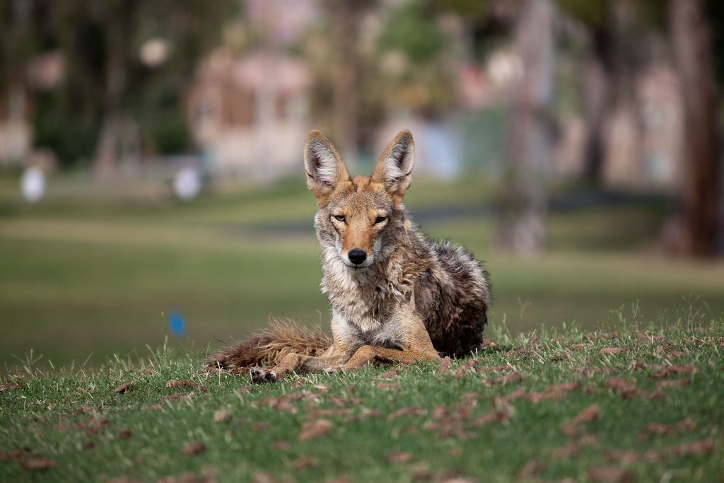 The Removal of Natural Predators Created Perfect Conditions (image credits: flickr)