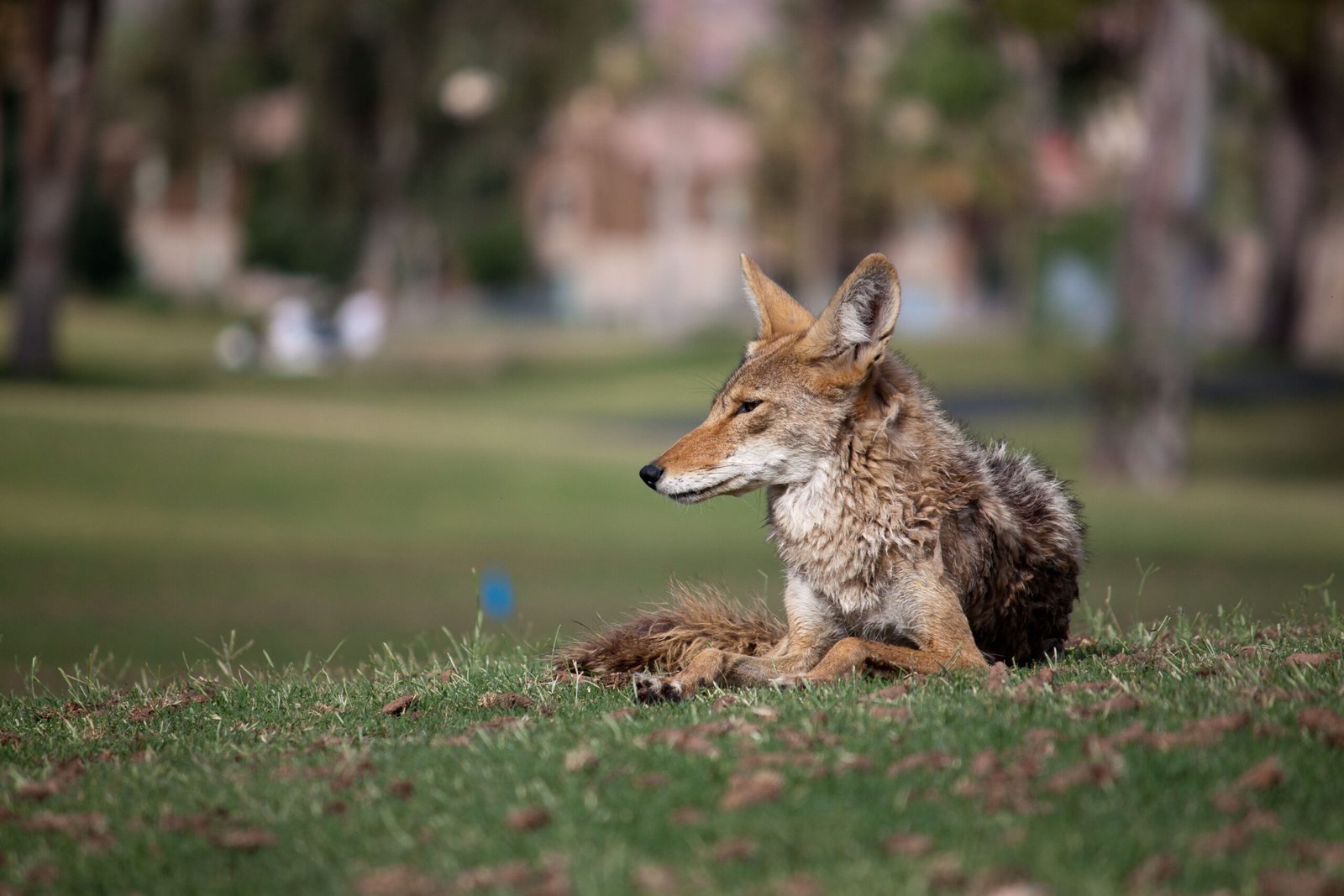 They're Actually Helping Urban Ecosystems (image credits: wikimedia)