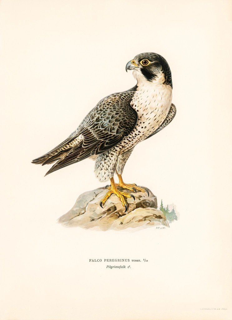 Zodiac Skies: Twelve Archetypes, Twelve Birds (image credits: rawpixel)