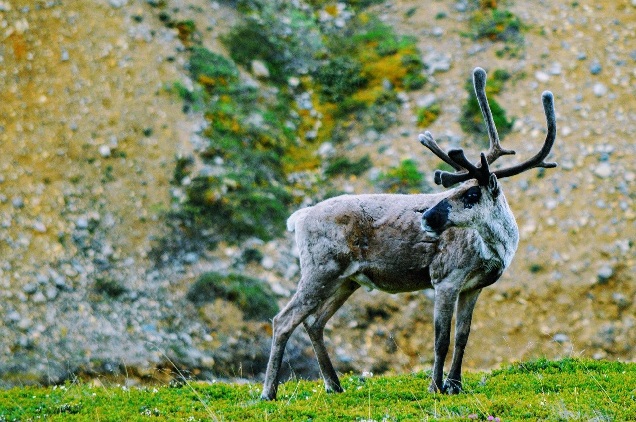 Aries Moon – The Restless Caribou (image credits: pixabay)