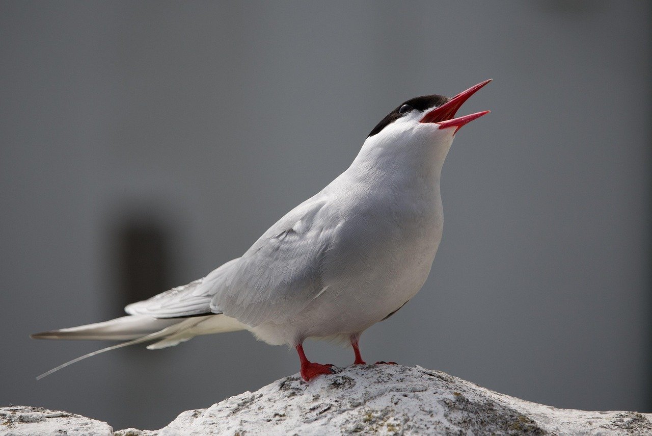 Leo Moon – The Majestic Arctic Tern (image credits: pixabay)