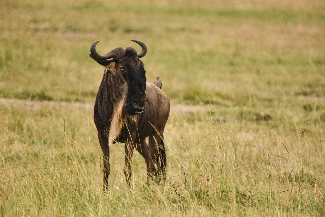 Virgo Moon – The Methodical Wildebeest (image credits: pixabay)