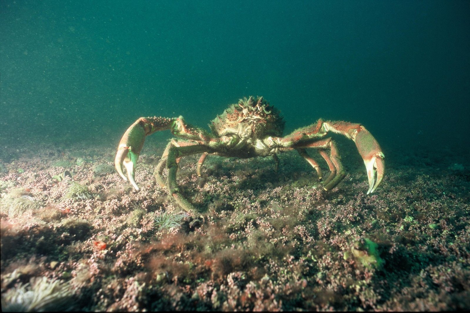 Spider Crabs' Algae Gardens (image credits: wikimedia)