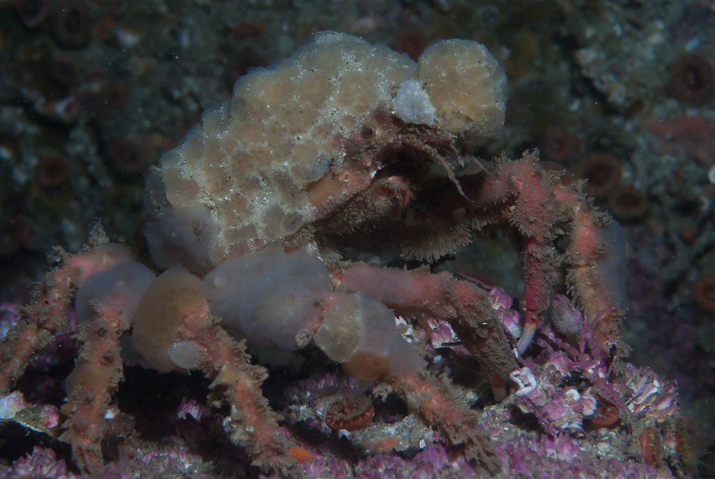 Decorator Crabs and Their Living Ornaments (image credits: flickr)