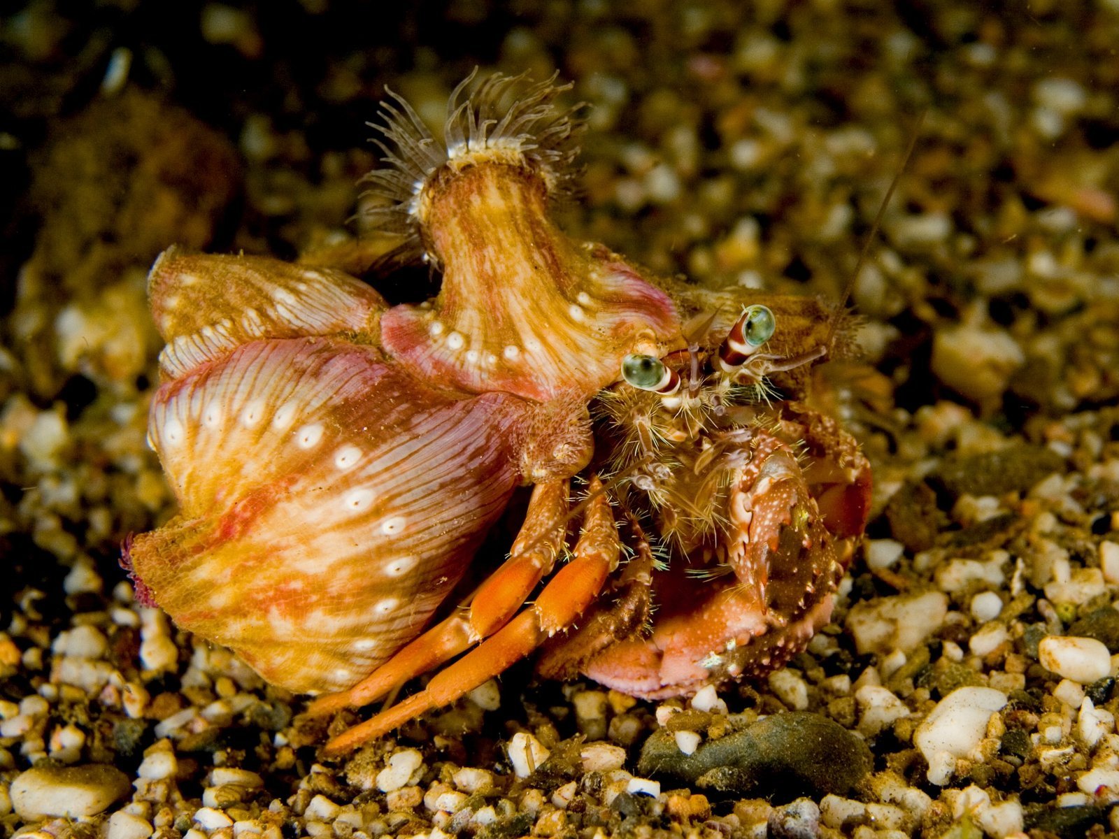 Hermit Crabs and Sea Anemone Partnerships (image credits: wikimedia)