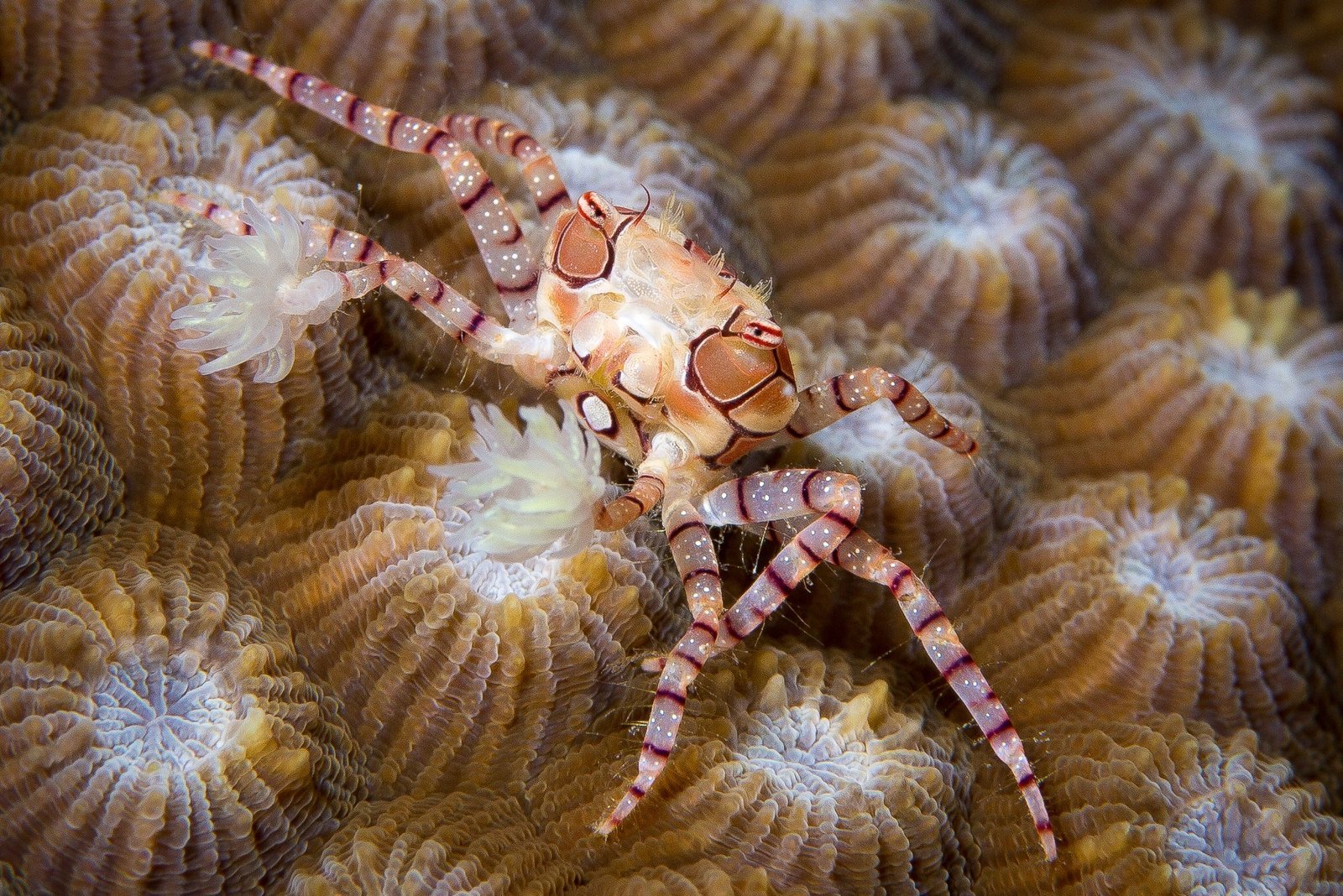 Boxer Crabs and Their Stinging Weapons (image credits: wikimedia)