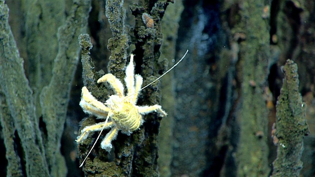 Yeti Crabs and Bacterial Gardens (image credits: flickr)