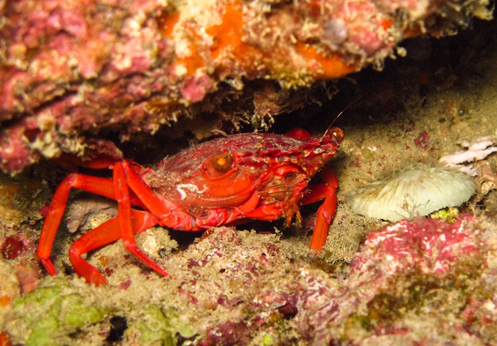 Understanding Marine Symbiosis Types (image credits: flickr)
