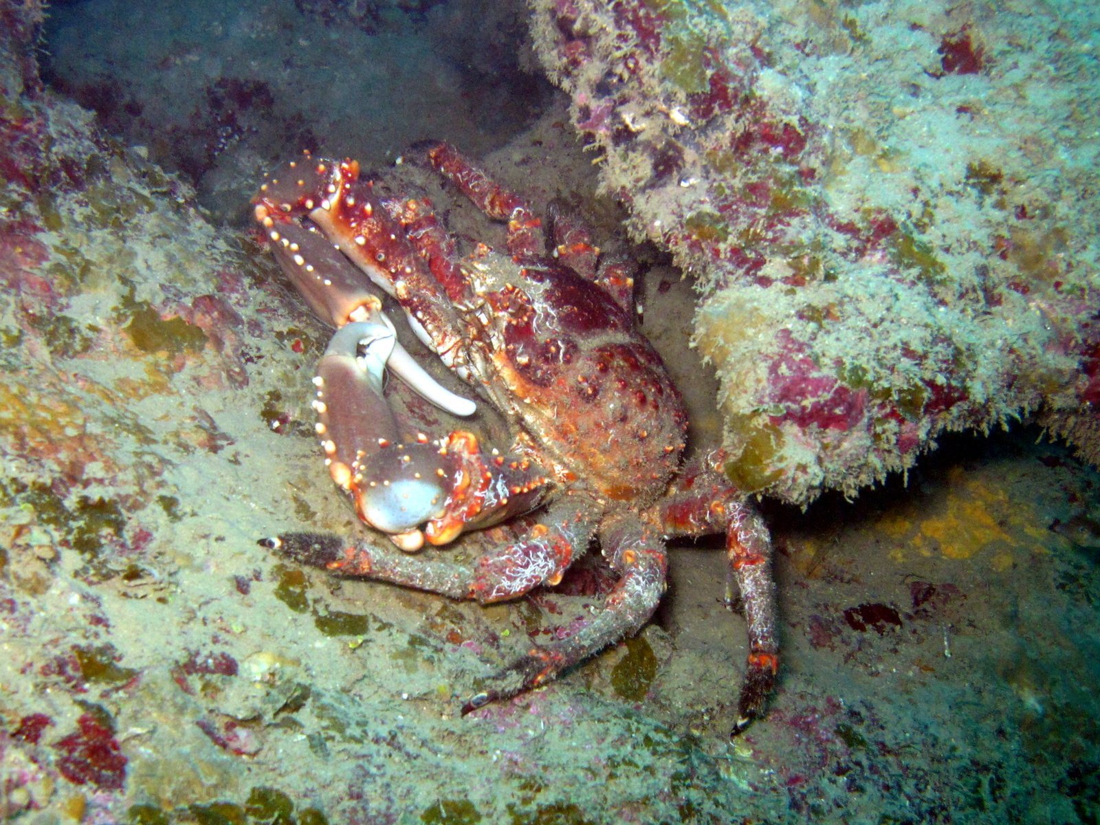 Ecosystem Impact and Coral Reef Health (image credits: By Pc.wiki4, CC BY-SA 4.0, https://commons.wikimedia.org/w/index.php?curid=115219478)