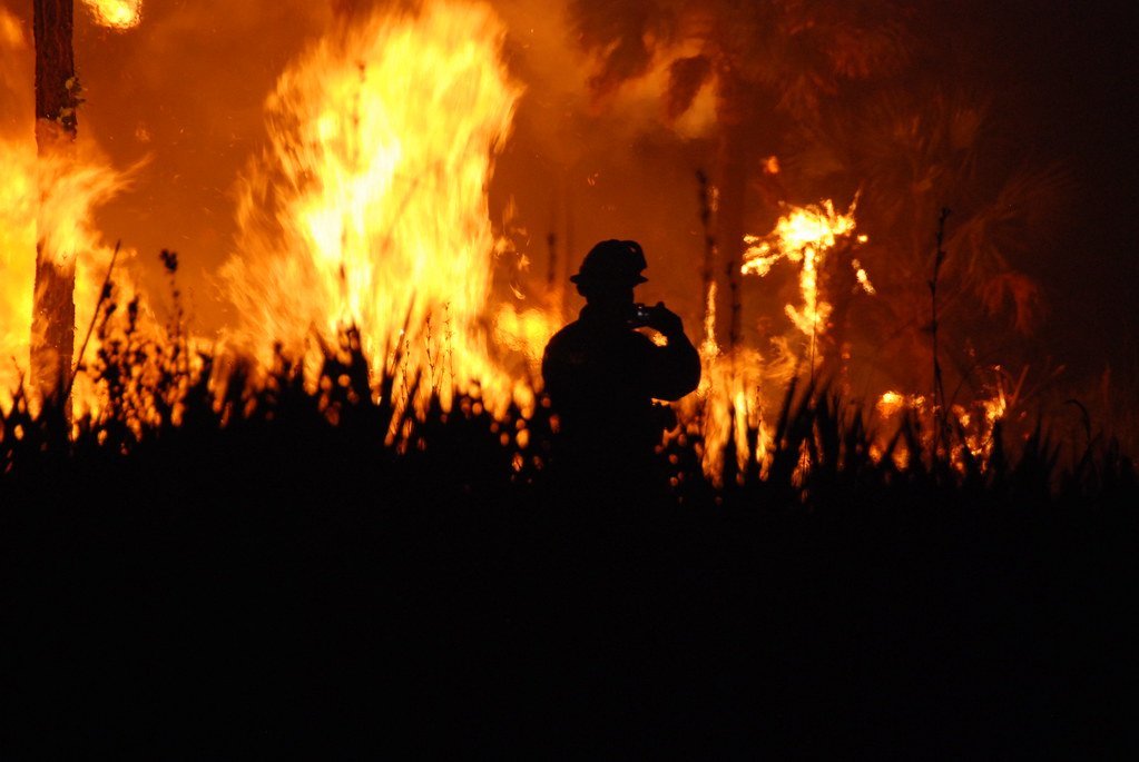 Leo: Wildfire Warriors (image credits: flickr)