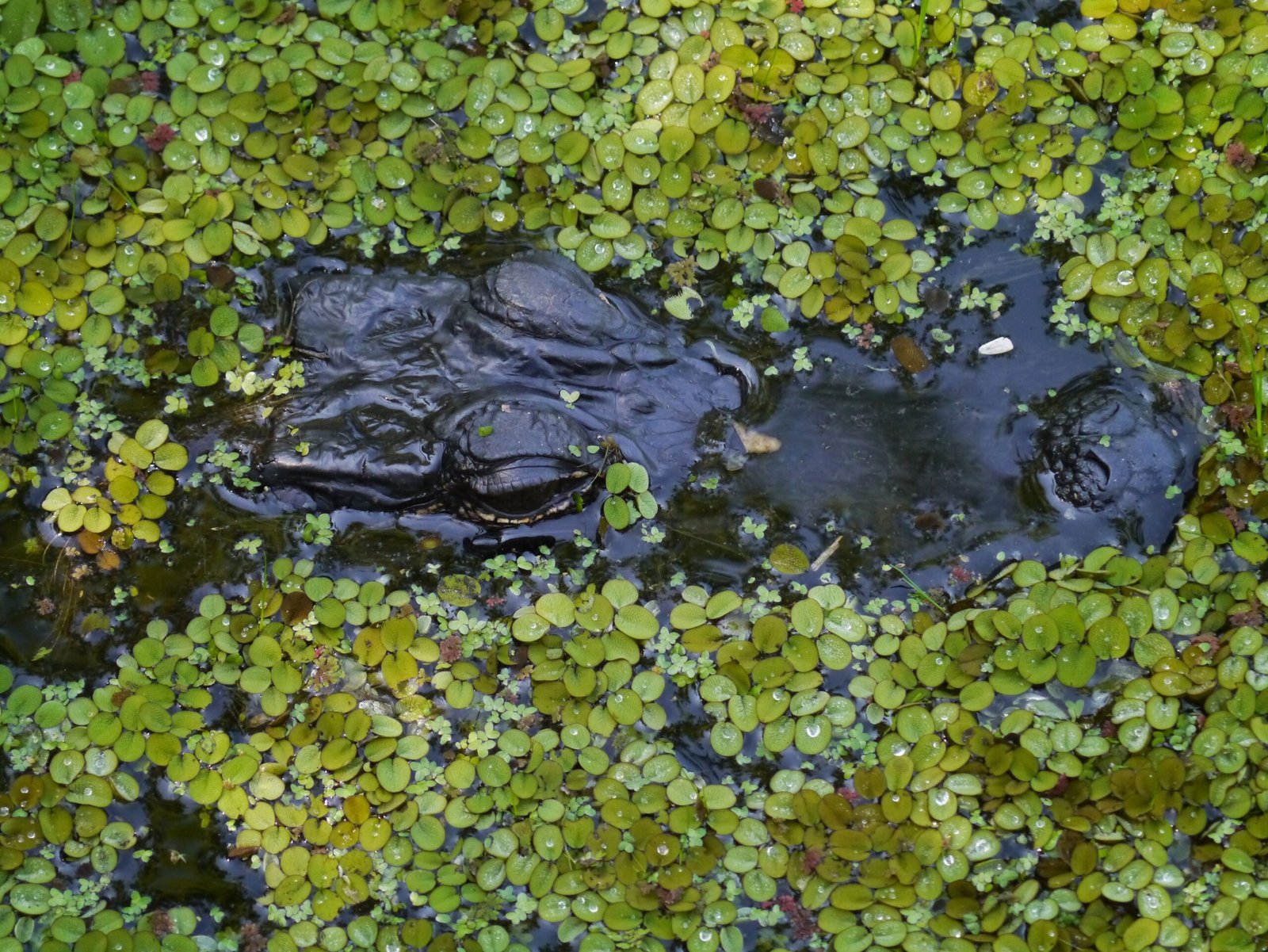 Revolutionary Radar Technology Transforms Archaeological Discovery (image credits: Mississippi Delta, USA, CC BY-SA 2.0, https://commons.wikimedia.org/w/index.php?curid=40537192)