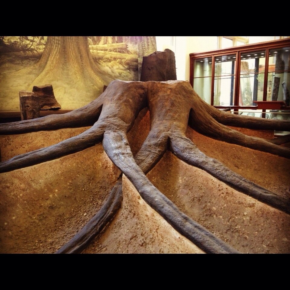 A Window Into Climate Change (image credits: Day 9 - Fossilized Root System, CC0, https://commons.wikimedia.org/w/index.php?curid=64887102)