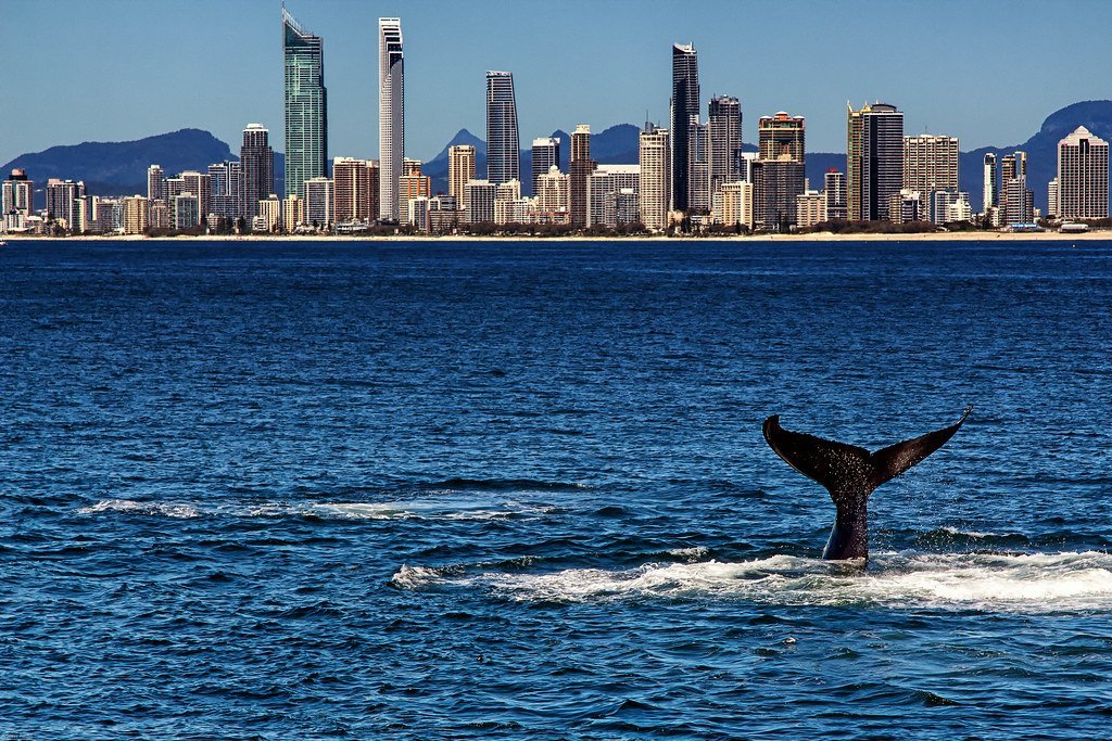 Salmon Scarcity Drives Route Changes (image credits: flickr)
