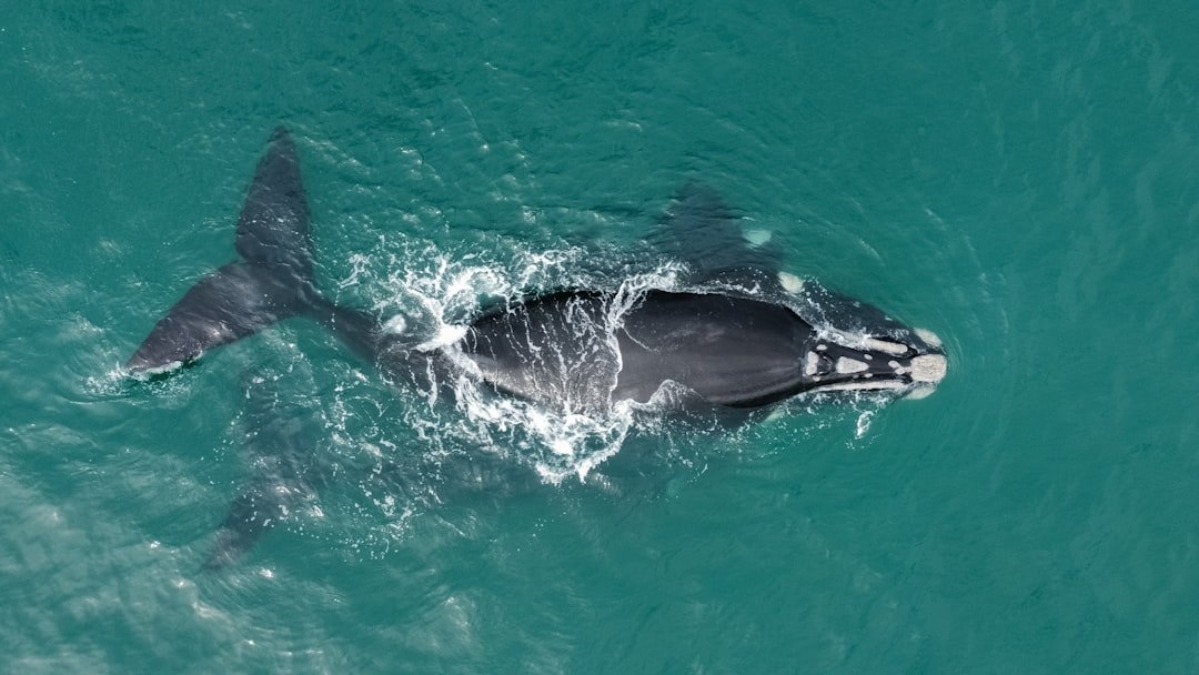 Southern Residents Face Extinction Crisis (image credits: unsplash)