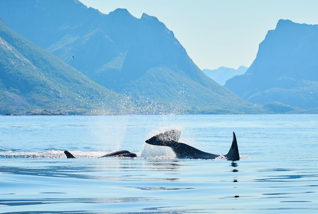 Arctic Expansion Creates Ecological Impact (image credits: unsplash)