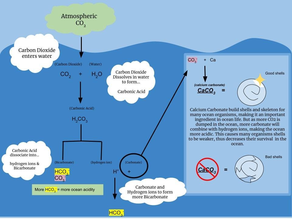 Ocean Acidification Compounds Problems (image credits: wikimedia)