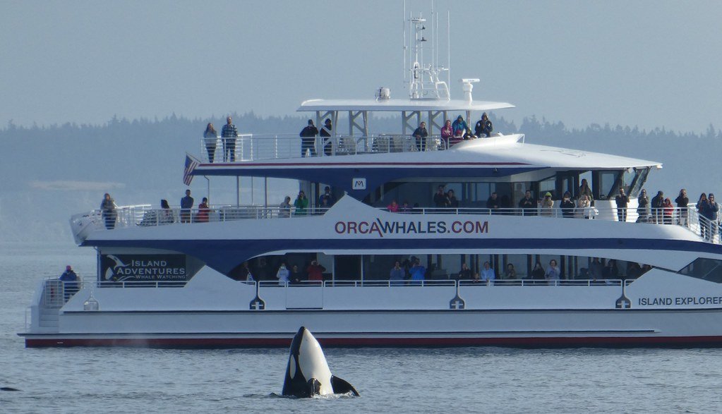 Noise Pollution Disrupts Navigation (image credits: flickr)