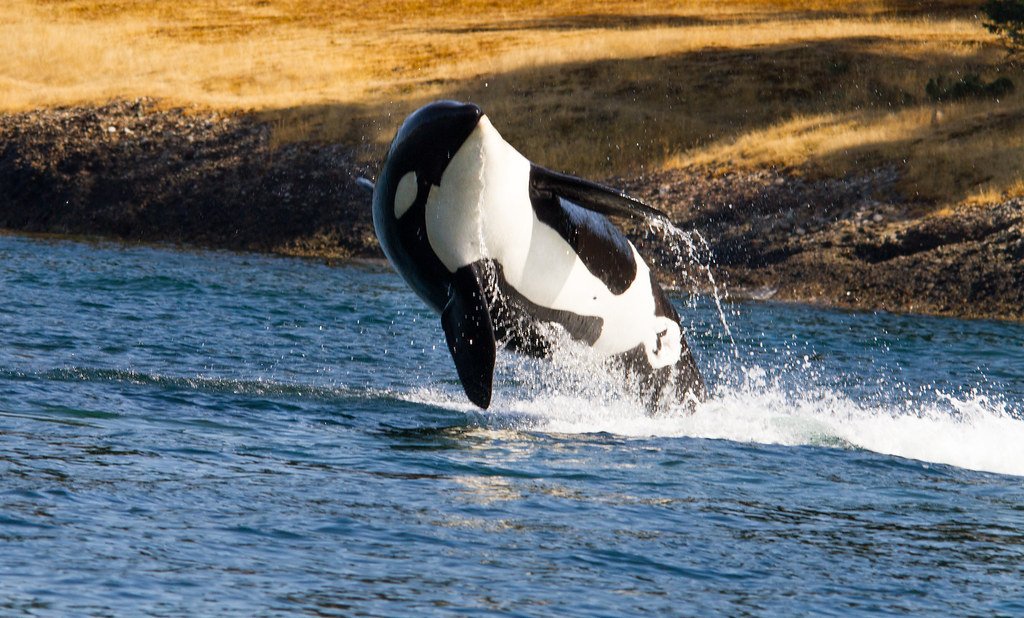 Washington Orcas Shift Routes